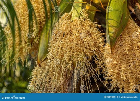 Pygmy Date Palm Stock Photo Image Of Angiosperm Liliopsida 258938512