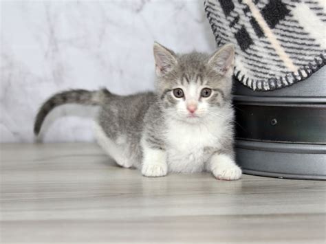 DSH Cat-CAT-Female-bl tabby/wh-3108480-Petland Lewis Center