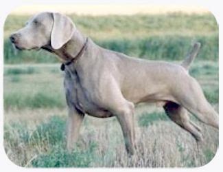 weimaraners  grey ghost hunting dog breed