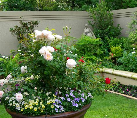 Companion Planting In The Rose Garden Sa Garden And Home