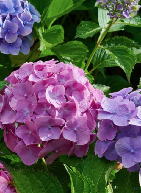 Hydrangea Hamburg Long Flowering Shrub The Plant Store Nz