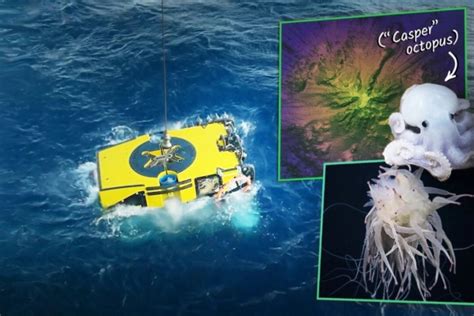 Photo Gallery Underwater Discovery Of Seamounts And Multiple Unknown