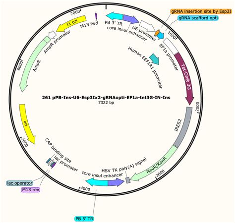 Addgene Ppb Ins U P Sgrnaentry Ef Ap Teton G Ires Neo