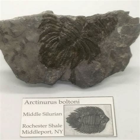 Arctinurus Boltoni Member Collections The Fossil Forum