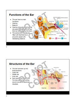 The Ear: Structure, Function and Hearing Loss by Katrina Bird | TPT