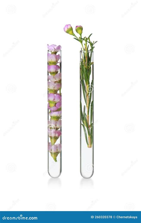 Flowers In Test Tubes On White Background Stock Photo Image Of Health