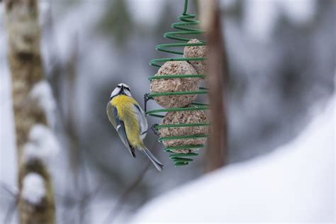 Nourrir les oiseaux du jardin WanimoVéto