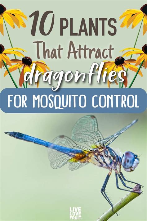 One Dragonfly Can Eat Hundreds Of Mosquitoes A Day Here Are Plants