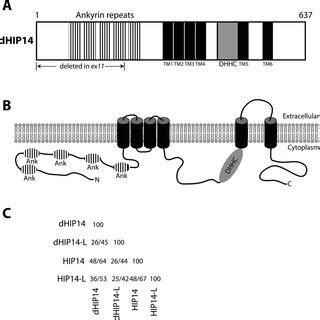 Predicted Domains And Topology Of DHIP14 Protein A Schematic Diagram