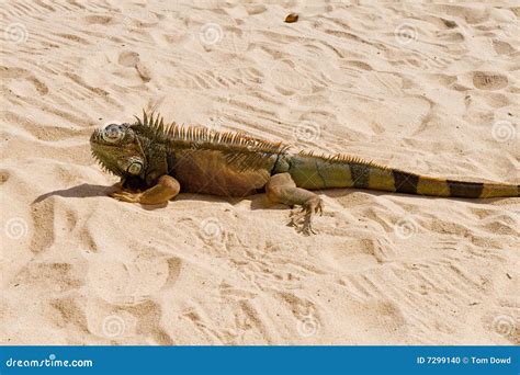 Iguana On Desert Sand Stock Photo Image Of Profile Wildlife 7299140