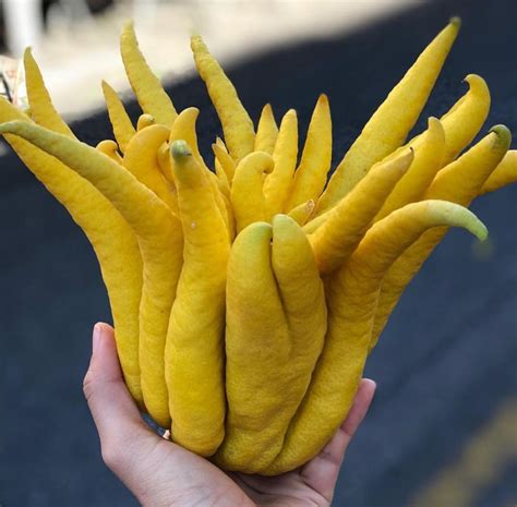 The Buddhas Hand Fruit Is A Type Of Citrus Which Is All Zest And Rind