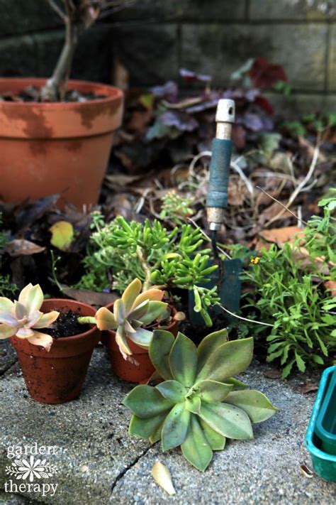 Overwinter Succulents to Keep Them Beautiful All Year Long - Garden Therapy