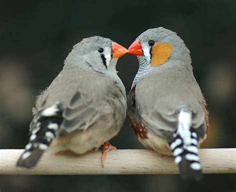 Finch Adrian Kuys