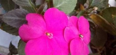 Бальзамин Уоллера | Festima.Ru - Мониторинг объявлений