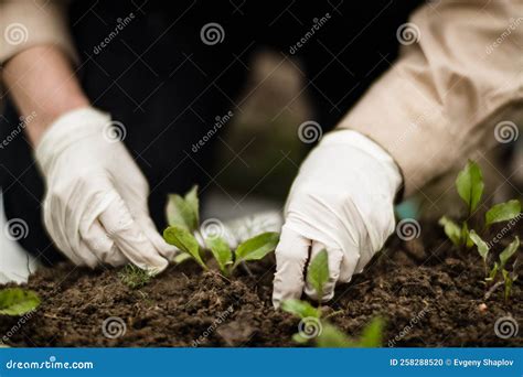 A Womanand X27s Hand Removes Weeds Weed And Pest Control In The Garden