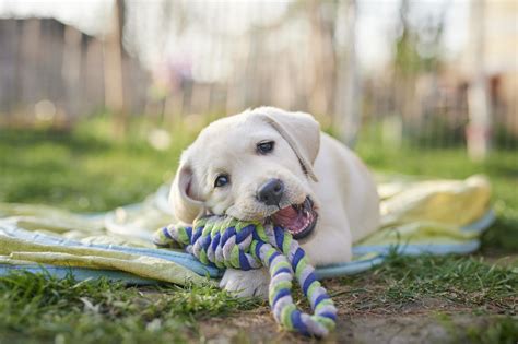 Golden Retriever Names For Boys