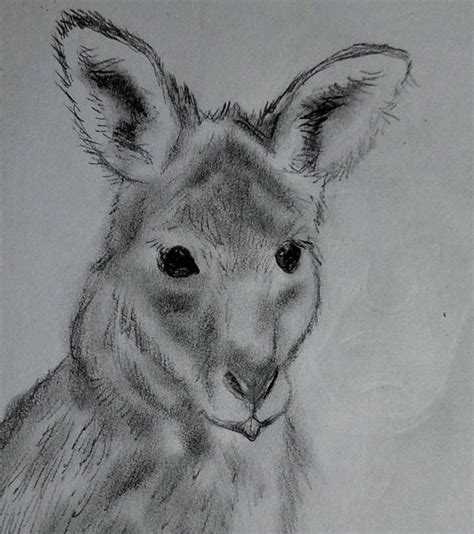 kangaroo joey portrait. : r/drawing