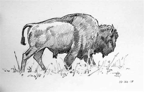 BortzArt: Bison Sketches