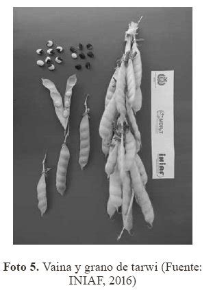 Revista Cient Fica De Investigaci N Info Iniaf El Cultivo De Tarwi