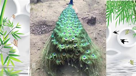 Beautiful Peacock Dance Display Peacocks Opening Feathers Youtube