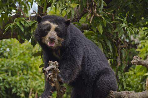 Serfor actualizará la lista de especies amenazadas de fauna silvestre ...