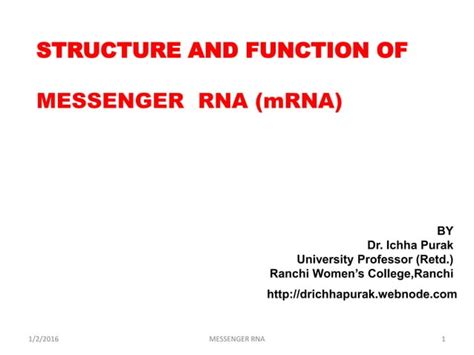 Structure And Function Of Messenger Rna Mrna Ppt