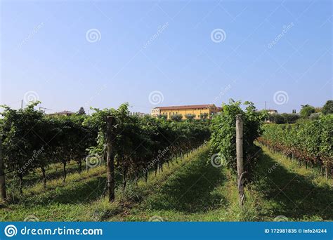 ITALY, VENETO, VERONA, BARDOLINO - SEPTEMBER 16, 2019: Vinyards and ...