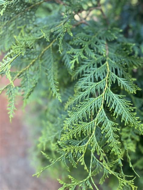 Our New Privacy Trees! | Planting A Privacy Line In Our Backyard