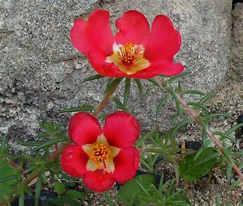 Purslane Toucan Scarlet Shades Seeds - Portulaca Oleracea