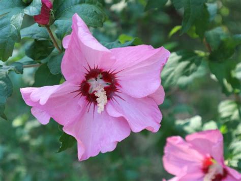 17 Most Beautiful Flowering Shrubs Amazing Bushes For A Colorful Garden