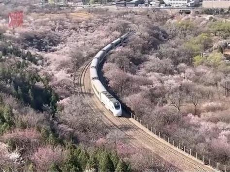 开往春天！居庸关长城花海列车来了