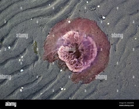 Yellow Mane Jellyfish Capillata Hi Res Stock Photography And Images Alamy