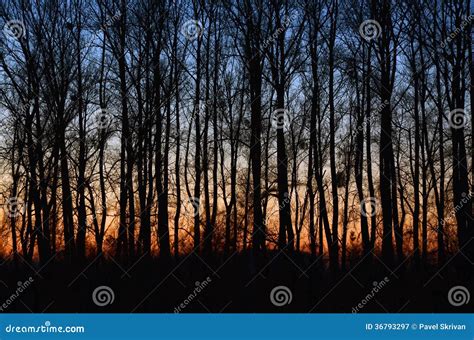 Sunset in the Woods Autumn Forest Stock Image - Image of light, landscape: 36793297