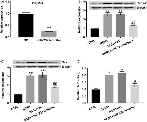 Ngr Accelerated The Differentiation Of Mc T E Cells By Increasing