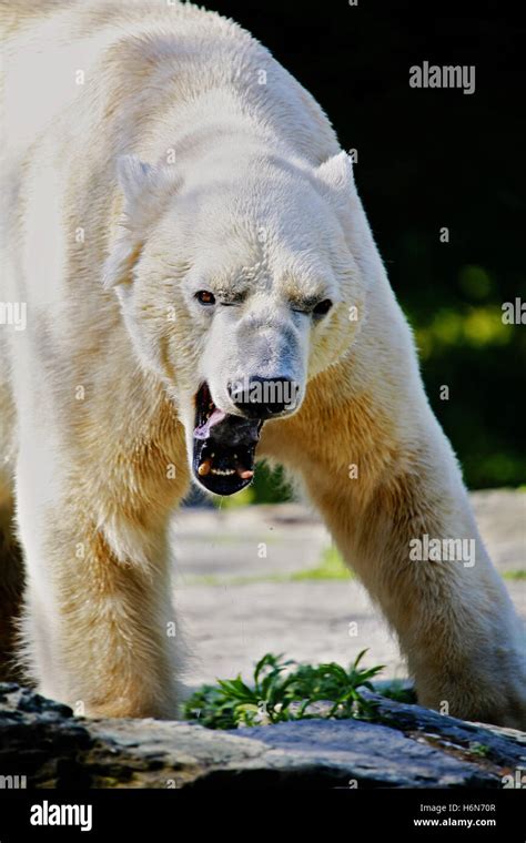 Polar Bear Angry