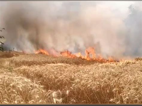 25 Bigha Wheat Crop Burnt To Ashes Control Found After Hours Of Hard