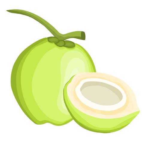 Coconut Fruit Illustration Design Half And Slice Png