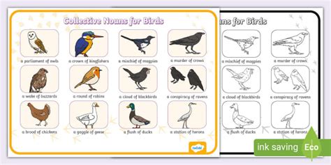 NEW Birds Collective Nouns Word Mat Professor Feito