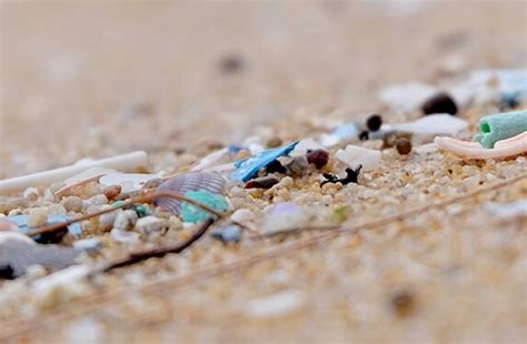 Conna Tre Et Comprendre Limpact Des Microplastiques Dans Les Milieux