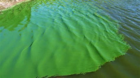 Alerta Roja En Lagunas Bonaerenses Por La Presencia De Cianobacterias