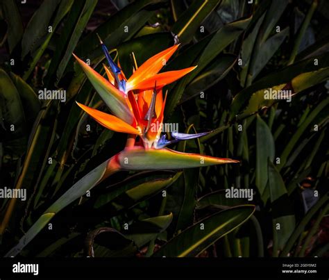 Brightly Colored Bird Of Paradise Flower Closeup Against A Dark Green Leaf Background Stock