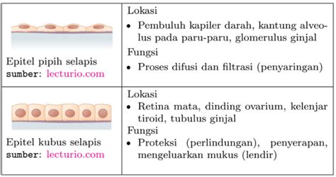 Jaringan Epitel Pada Hewan Biologi Kelas Vii