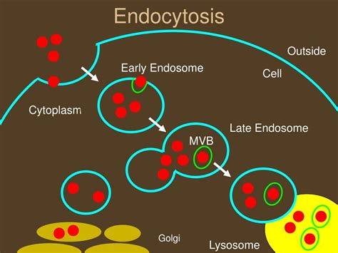 PPT Mounting Evidence That Endocytosis Regulates Synuclein