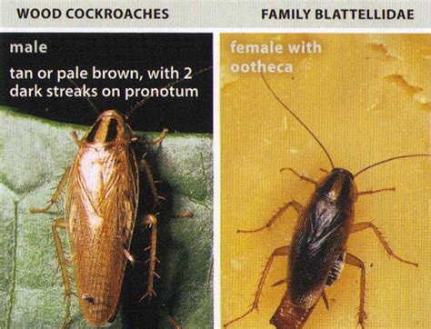 All About Roaches Cockroach Facts Types Of Roaches Top Roach