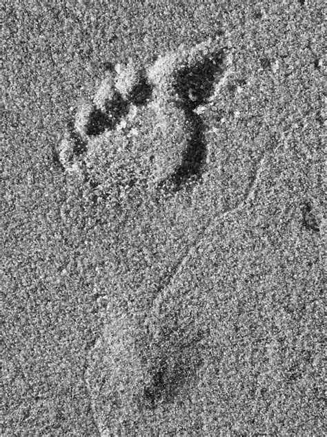 Empreinte De Pas Simple De Femme En Sable Humide De Plage Photo Stock