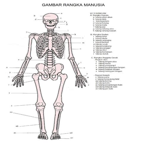 Rangkuman IPA Kelas 4 Sistem Rangka Dan Indra Manusia SD N BENDO