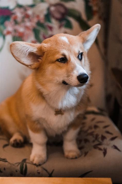 Discover More Than 75 Corgi Wallpaper Iphone Super Hot Vn