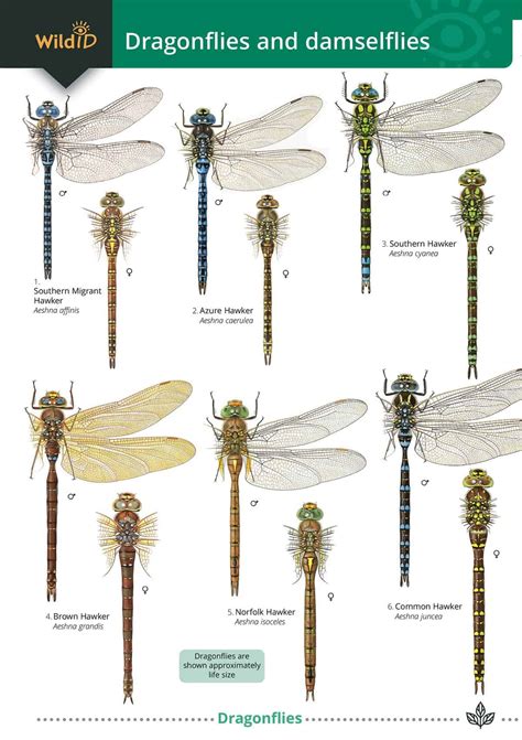 Are Dragonflies Attracted To White at Janet Simmons blog