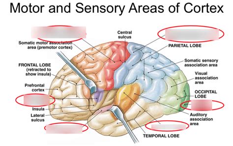 Sensory Cortex