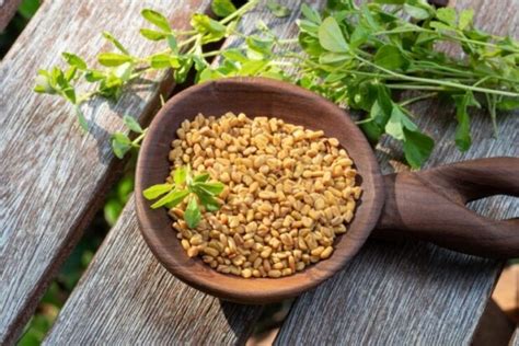 What Are The Health Benefits Of Fenugreek Vel Illum